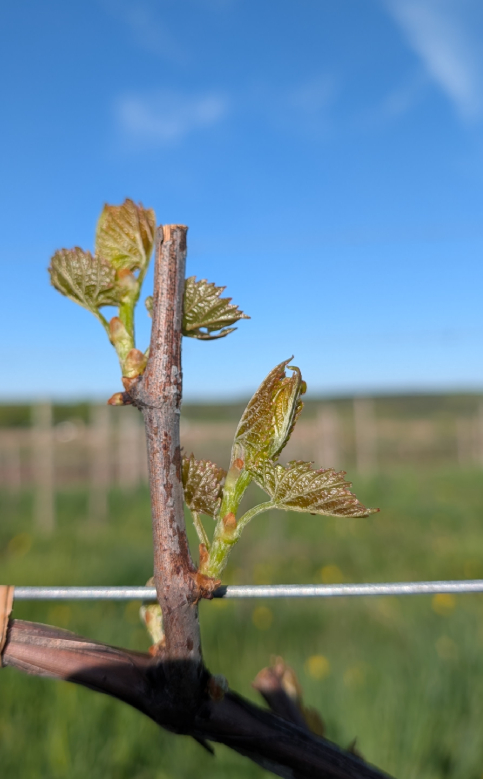 Closeup of a grape bud.